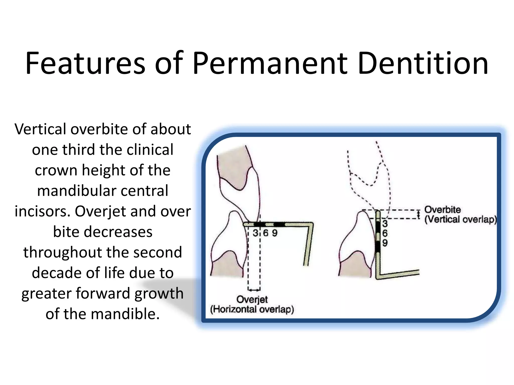 Features of Permanent Dentition
Vertical overbite of about
one third the clinical
crown height of the
mandibular central
incisors. Overjet and over
bite decreases
throughout the second
decade of life due to
greater forward growth
of the mandible.
 