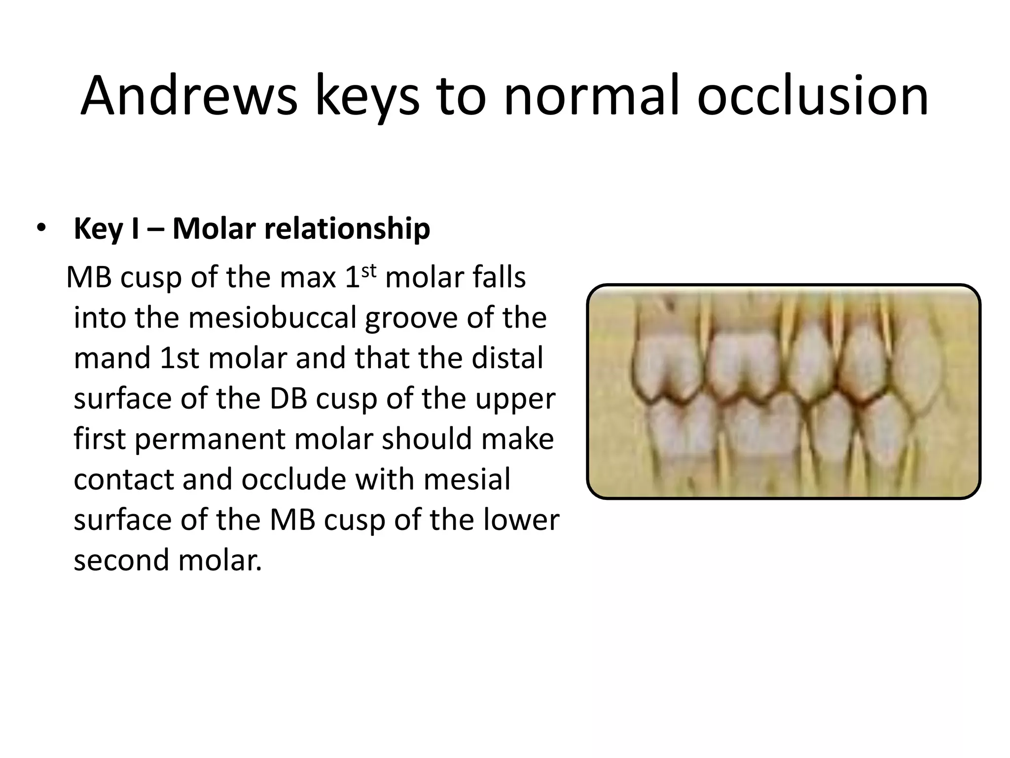 Andrews keys to normal occlusion
• Key I – Molar relationship
MB cusp of the max 1st molar falls
into the mesiobuccal groove of the
mand 1st molar and that the distal
surface of the DB cusp of the upper
first permanent molar should make
contact and occlude with mesial
surface of the MB cusp of the lower
second molar.
 