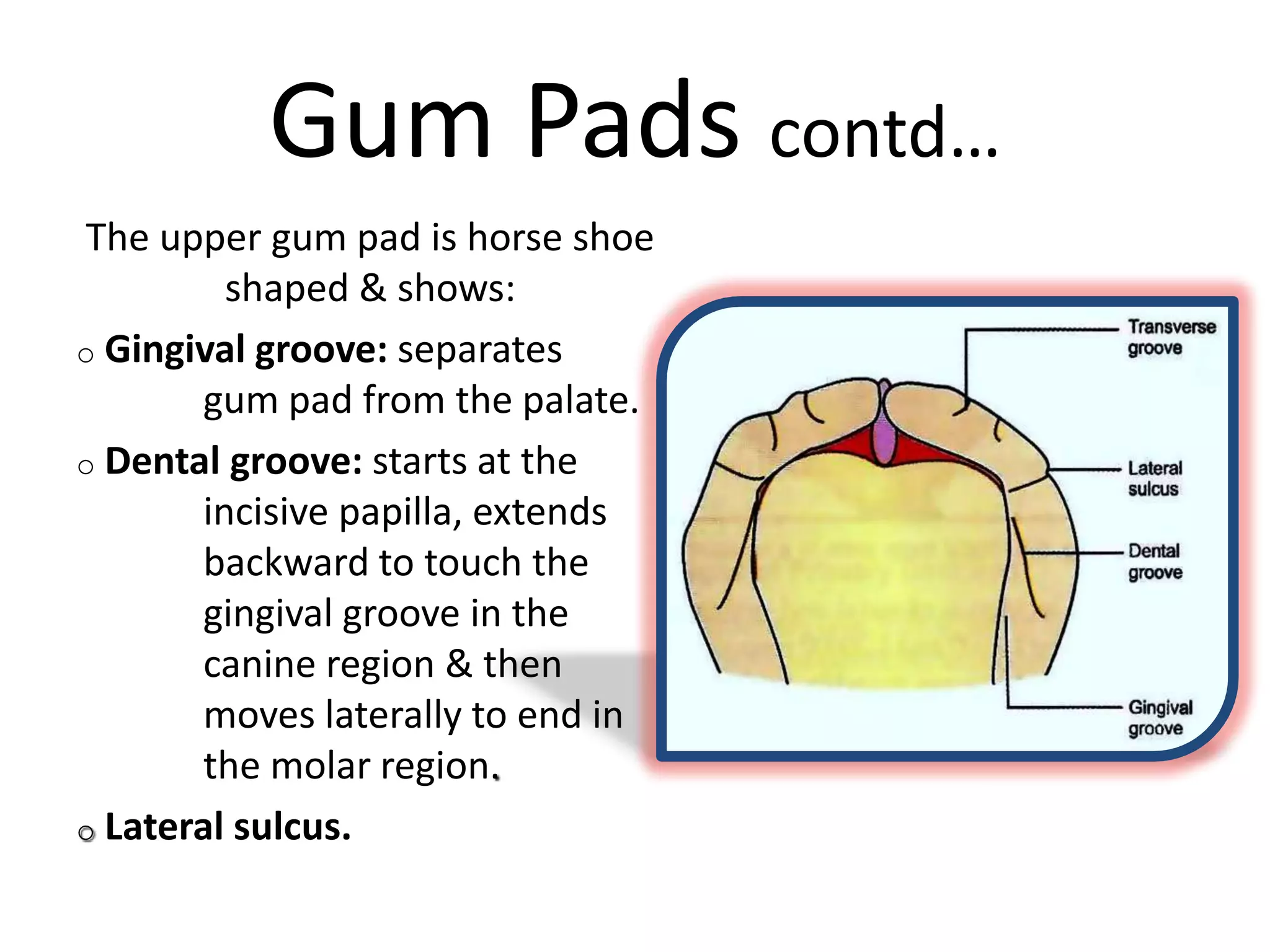Gum Pads contd…
The upper gum pad is horse shoe
shaped & shows:
o Gingival groove: separates
gum pad from the palate.
o Dental groove: starts at the
incisive papilla, extends
backward to touch the
gingival groove in the
canine region & then
moves laterally to end in
the molar region.
o Lateral sulcus.
 