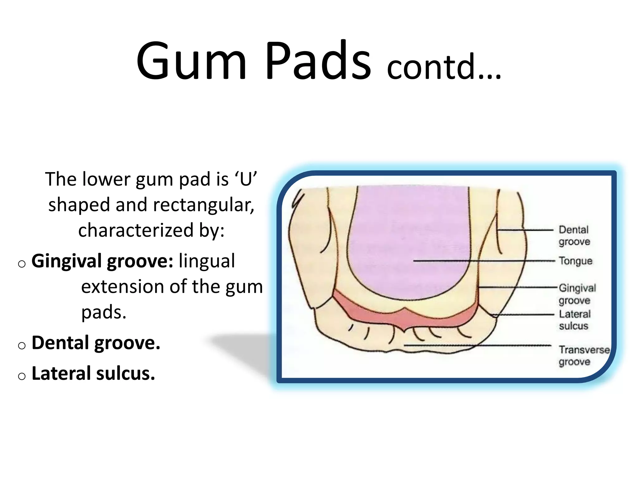 Gum Pads contd…
The lower gum pad is ‘U’
shaped and rectangular,
characterized by:
o Gingival groove: lingual
extension of the gum
pads.
o Dental groove.
o Lateral sulcus.
 