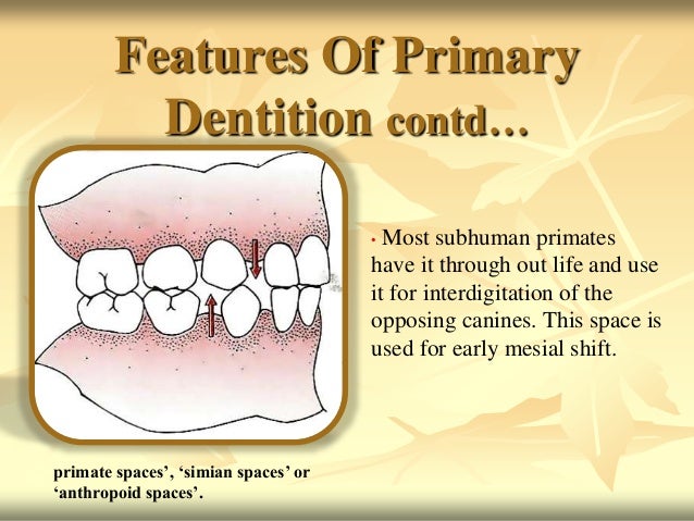 Development of occlusion.