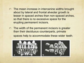 Development of occlusion | PPTX