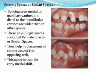 Development of occlusion | PPTX