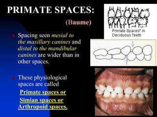 DEVELOPMENT OF OCCLUSION - final.ppt