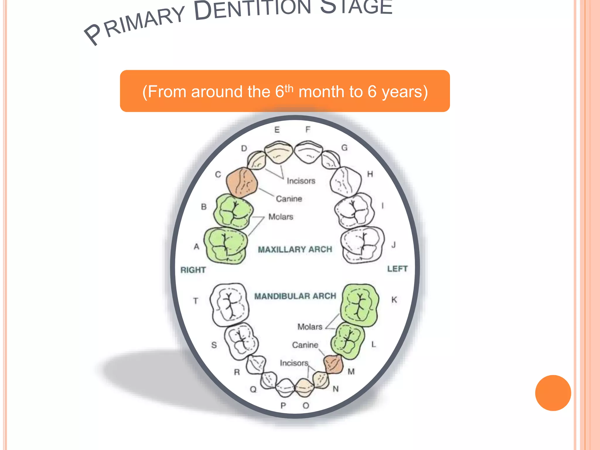 (From around the 6th month to 6 years)
 