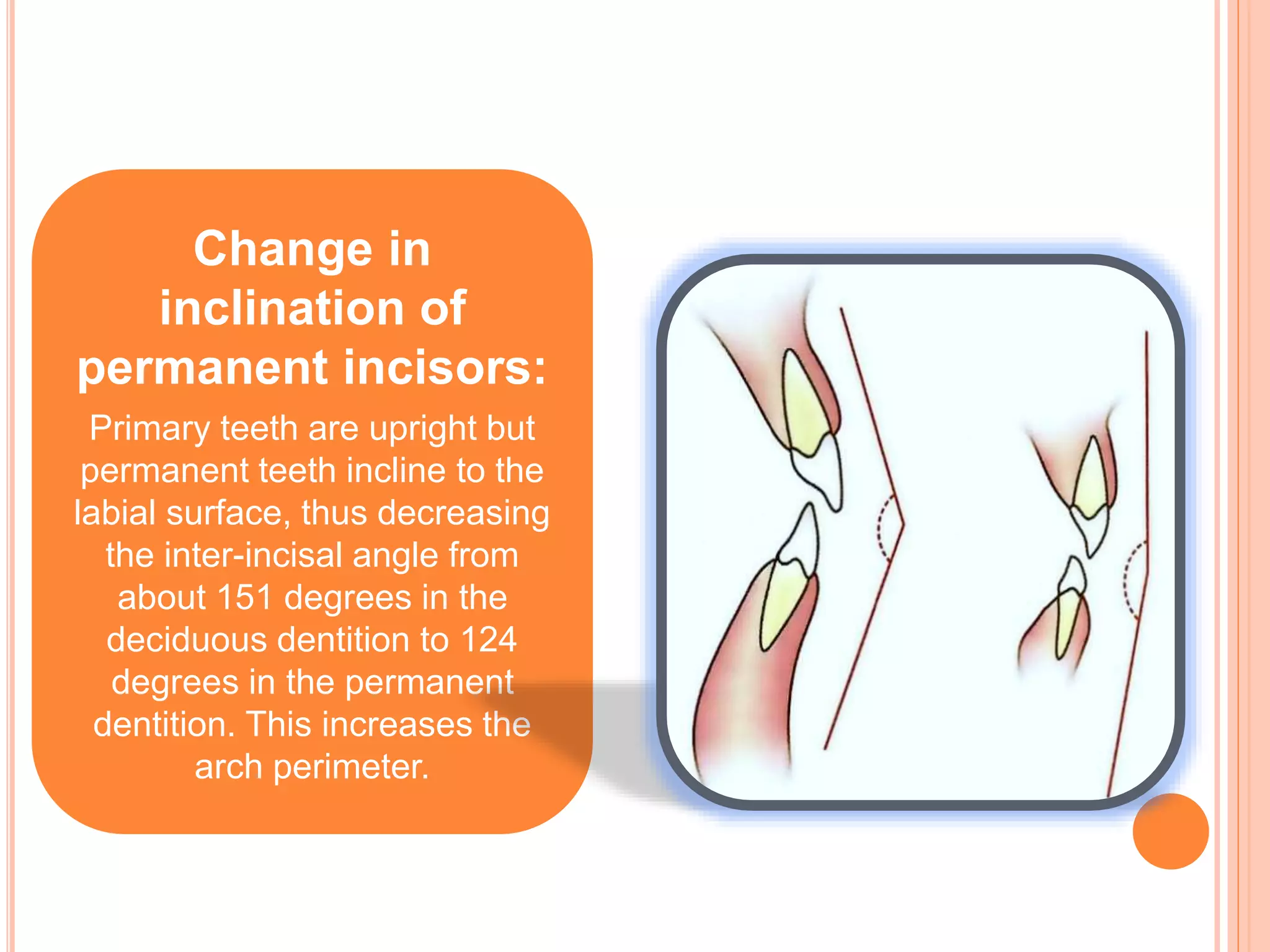 Change in
inclination of
permanent incisors:
Primary teeth are upright but
permanent teeth incline to the
labial surface, thus decreasing
the inter-incisal angle from
about 151 degrees in the
deciduous dentition to 124
degrees in the permanent
dentition. This increases the
arch perimeter.
 