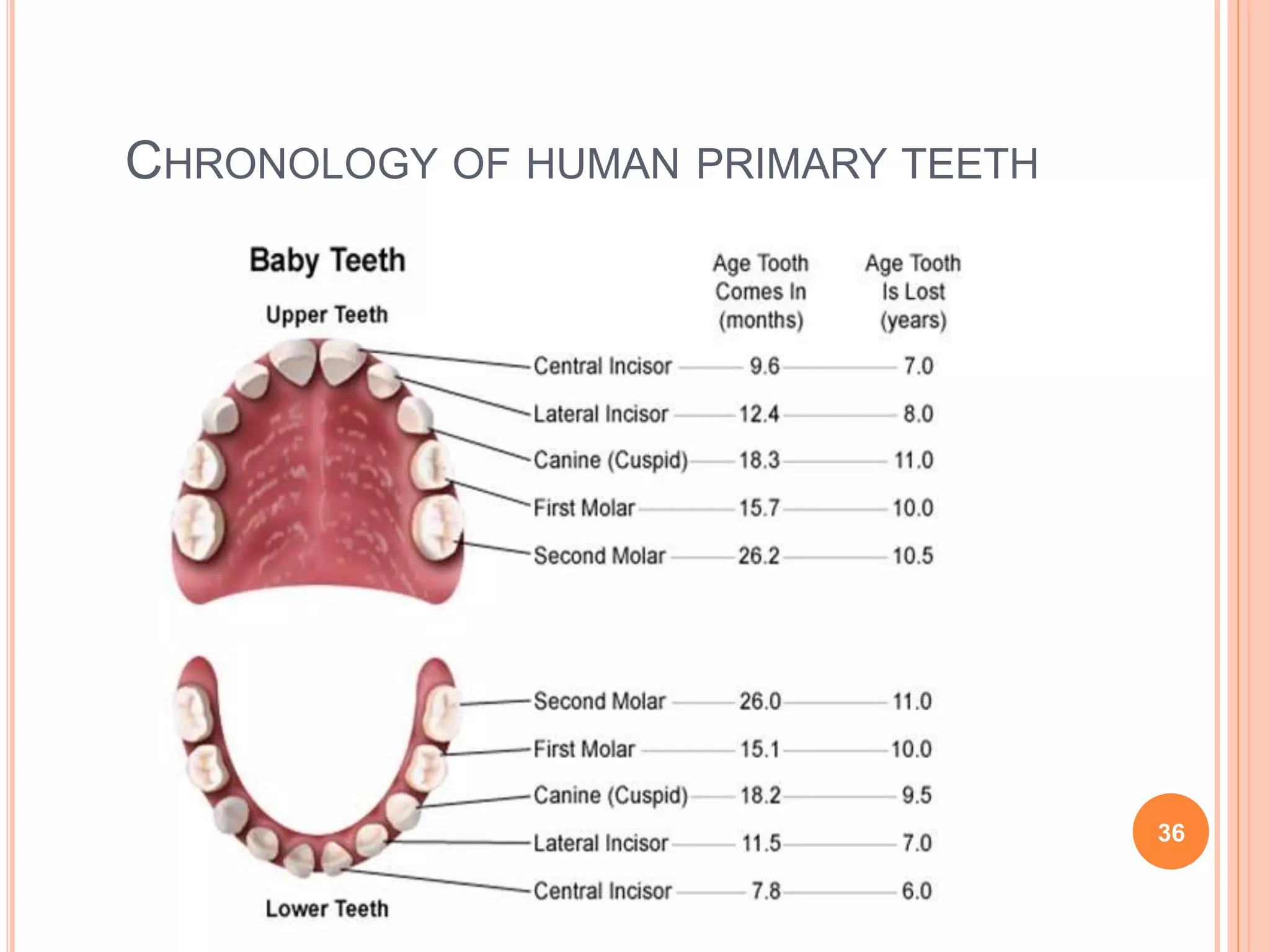 CHRONOLOGY OF HUMAN PRIMARY TEETH
36
 