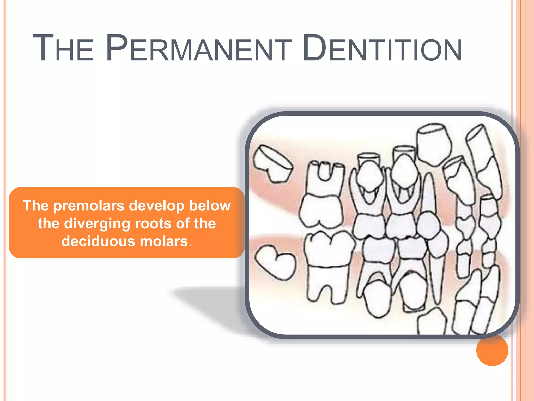 THE PERMANENT DENTITION
The premolars develop below
the diverging roots of the
deciduous molars.
 