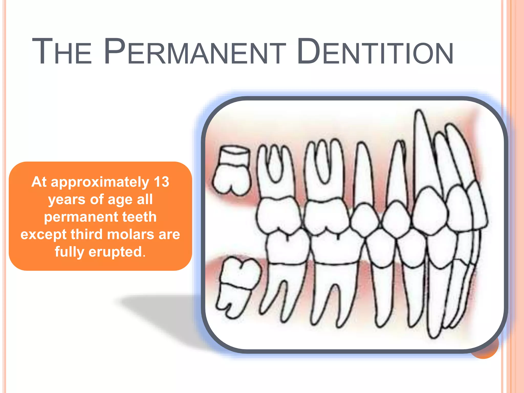THE PERMANENT DENTITION
At approximately 13
years of age all
permanent teeth
except third molars are
fully erupted.
 