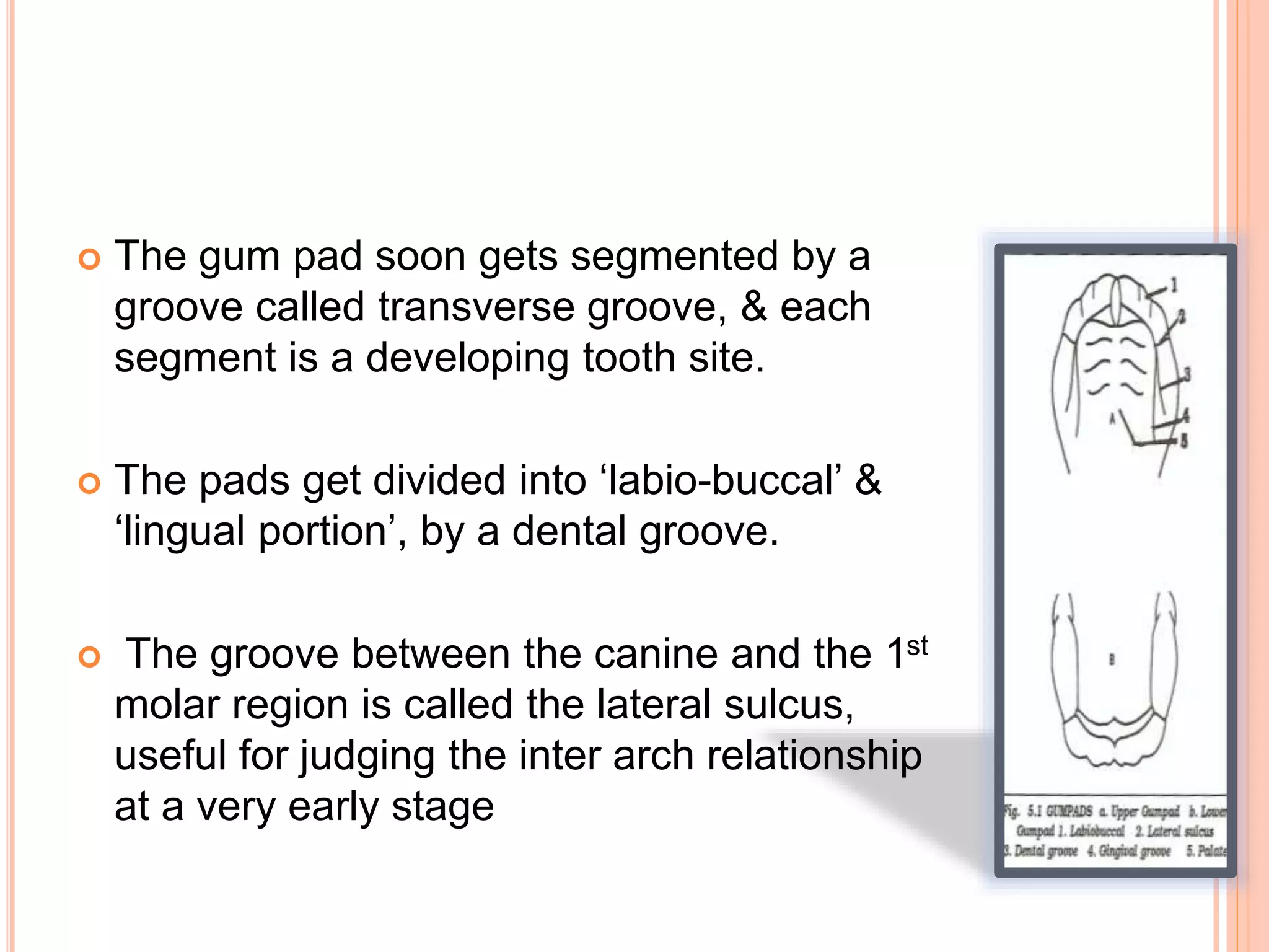  The gum pad soon gets segmented by a
groove called transverse groove, & each
segment is a developing tooth site.
 The pads get divided into ‘labio-buccal’ &
‘lingual portion’, by a dental groove.
 The groove between the canine and the 1st
molar region is called the lateral sulcus,
useful for judging the inter arch relationship
at a very early stage
 