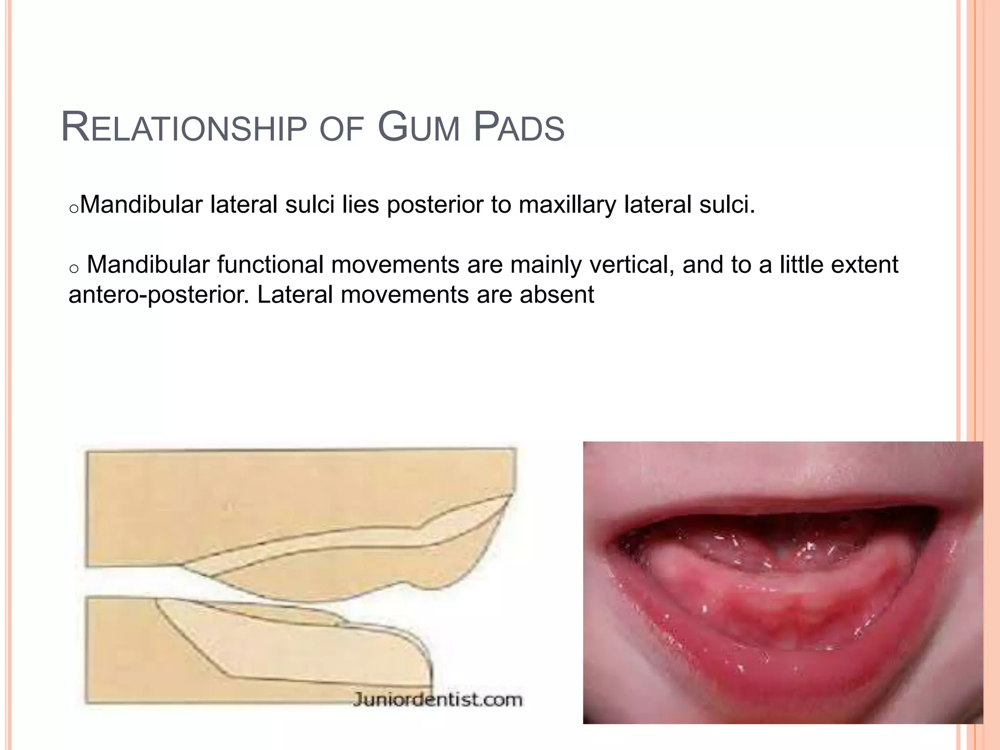 RELATIONSHIP OF GUM PADS
oMandibular lateral sulci lies posterior to maxillary lateral sulci.
o Mandibular functional movements are mainly vertical, and to a little extent
antero-posterior. Lateral movements are absent
 
