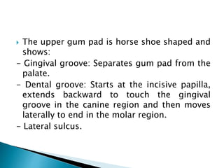  The upper gum pad is horse shoe shaped and
shows:
- Gingival groove: Separates gum pad from the
palate.
- Dental groove: Starts at the incisive papilla,
extends backward to touch the gingival
groove in the canine region and then moves
laterally to end in the molar region.
- Lateral sulcus.
 