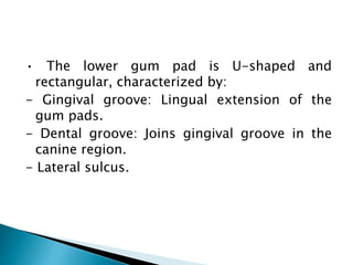 • The lower gum pad is U-shaped and
rectangular, characterized by:
- Gingival groove: Lingual extension of the
gum pads.
- Dental groove: Joins gingival groove in the
canine region.
- Lateral sulcus.
 