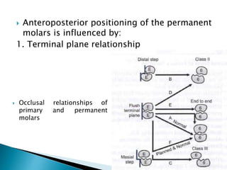  Anteroposterior positioning of the permanent
molars is influenced by:
1. Terminal plane relationship
 Occlusal relationships of
primary and permanent
molars
 