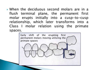  When the deciduous second molars are in a
fIush terminal plane, the permanent first
molar erupts initially into a cusp-to-cusp
relationship, which later transforms into a
Class I molar relation using the primate
spaces.
Early shift of the erupting first
permanent molars moving utilizing the
primate spaces
 