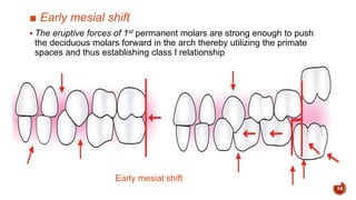 Mesial Rotation Development of occlusion | PPTX
