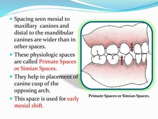 Development of occlusion from childhood to adolescence | PPTX