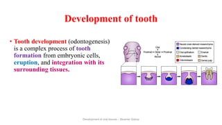 Tooth Formation Process Development of dental tissues.ppt