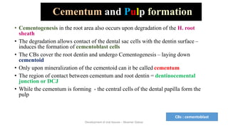 Development of dental tissues.ppt