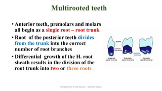 Development of dental tissues.ppt