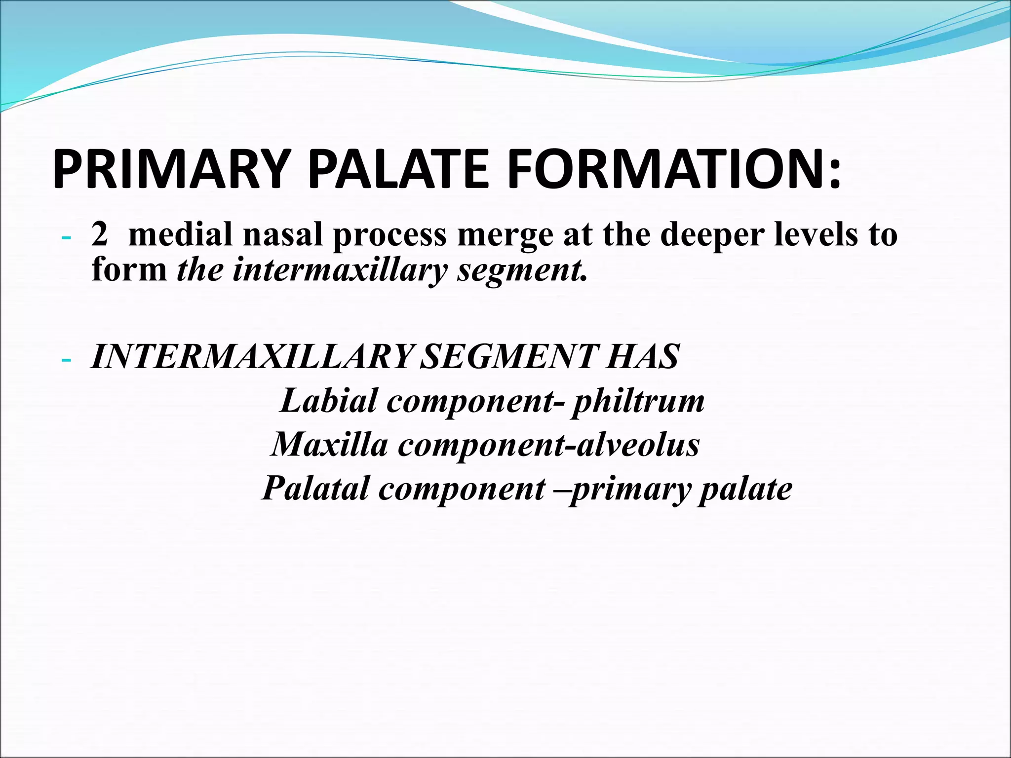 PRIMARY PALATE FORMATION:
- 2 medial nasal process merge at the deeper levels to
form the intermaxillary segment.
- INTERMAXILLARY SEGMENT HAS
Labial component- philtrum
Maxilla component-alveolus
Palatal component –primary palate
 