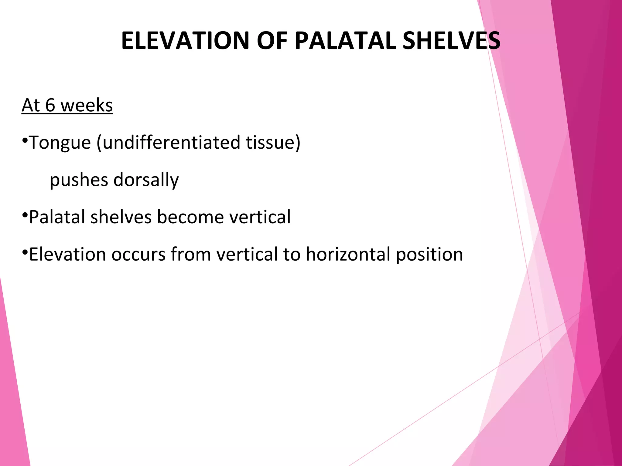 ELEVATION OF PALATAL SHELVES
At 6 weeks
•Tongue (undifferentiated tissue)
pushes dorsally
•Palatal shelves become vertical
•Elevation occurs from vertical to horizontal position
 
