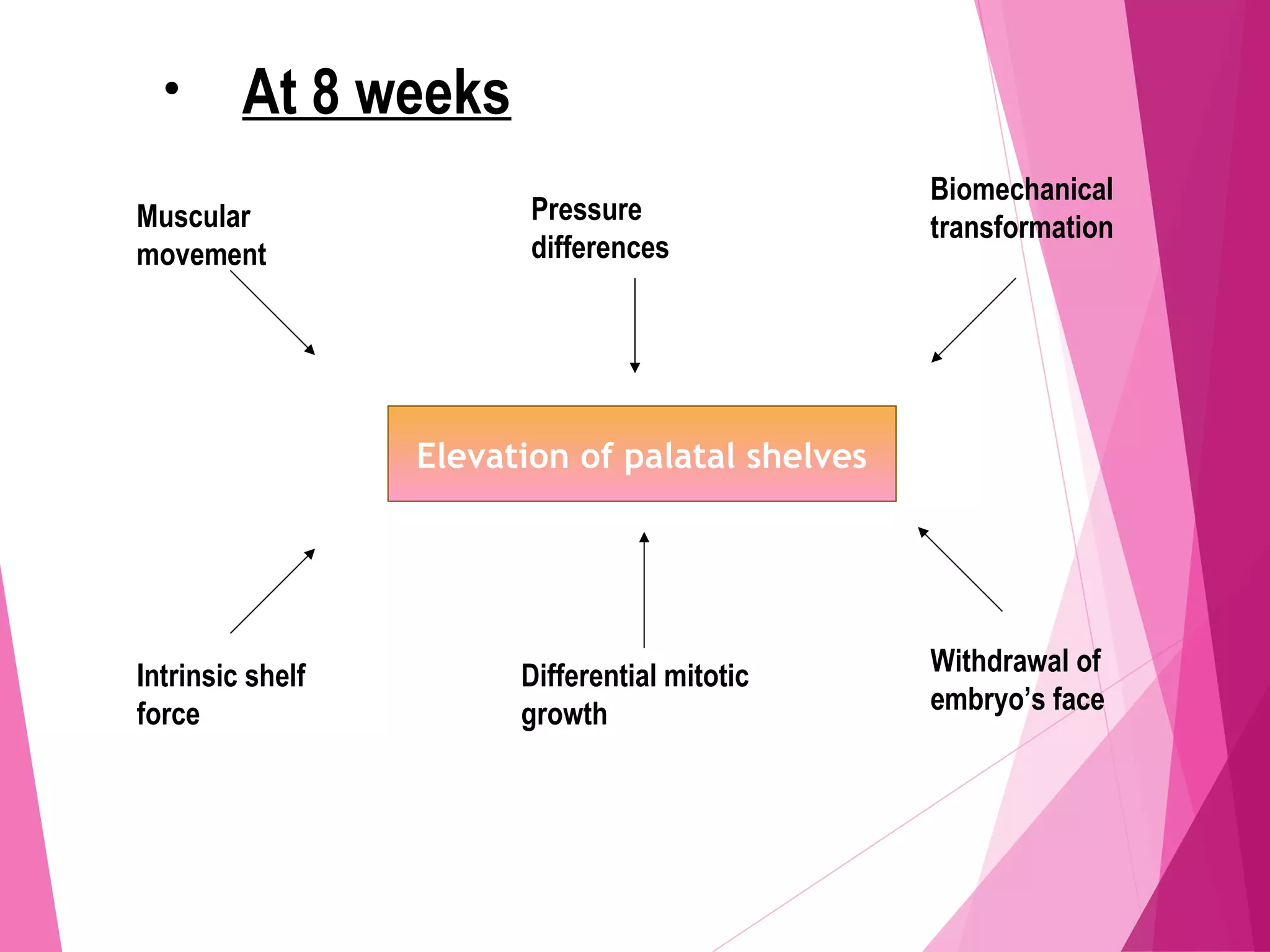 • At 8 weeks
Elevation of palatal shelves
Muscular
movement
Pressure
differences
Biomechanical
transformation
Intrinsic shelf
force
Differential mitotic
growth
Withdrawal of
embryo’s face
 