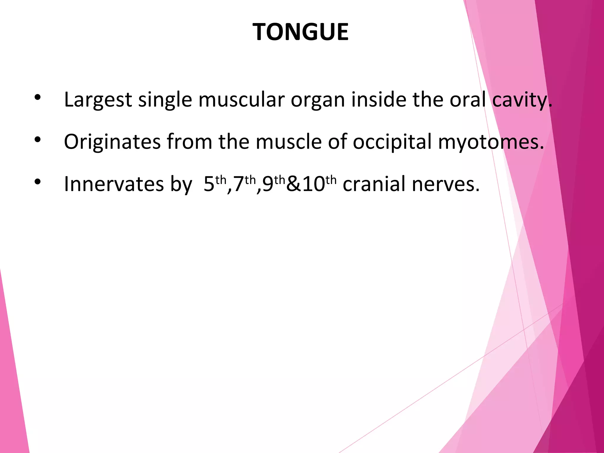 TONGUE
• Largest single muscular organ inside the oral cavity.
• Originates from the muscle of occipital myotomes.
• Innervates by 5th
,7th
,9th
&10th
cranial nerves.
 