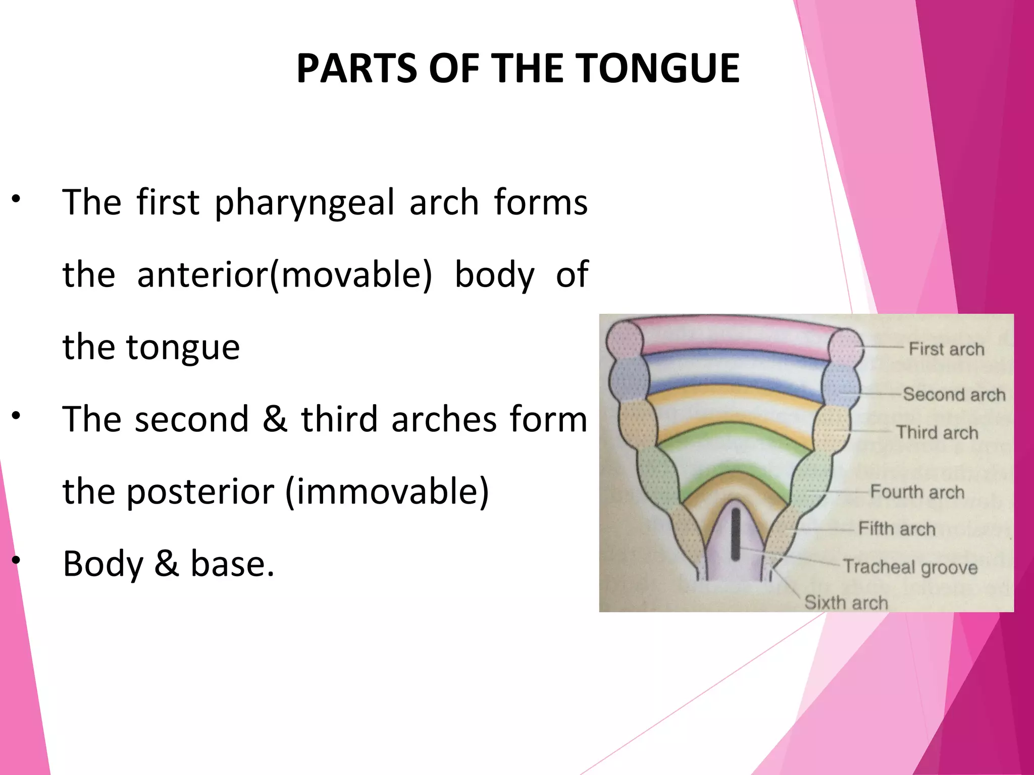PARTS OF THE TONGUE
• The first pharyngeal arch forms
the anterior(movable) body of
the tongue
• The second & third arches form
the posterior (immovable)
• Body & base.
 