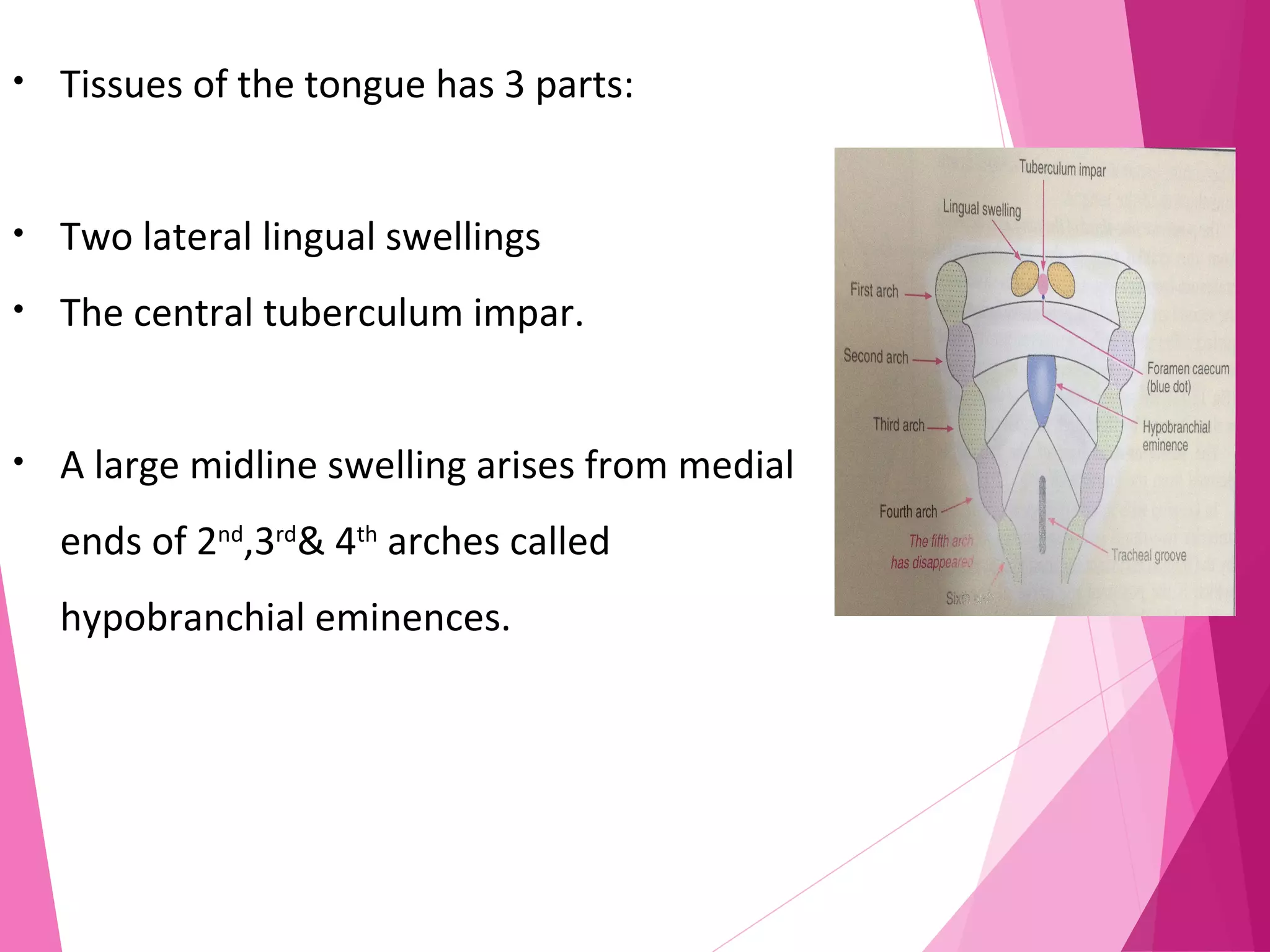 • Tissues of the tongue has 3 parts:
• Two lateral lingual swellings
• The central tuberculum impar.
• A large midline swelling arises from medial
ends of 2nd
,3rd
& 4th
arches called
hypobranchial eminences.
 