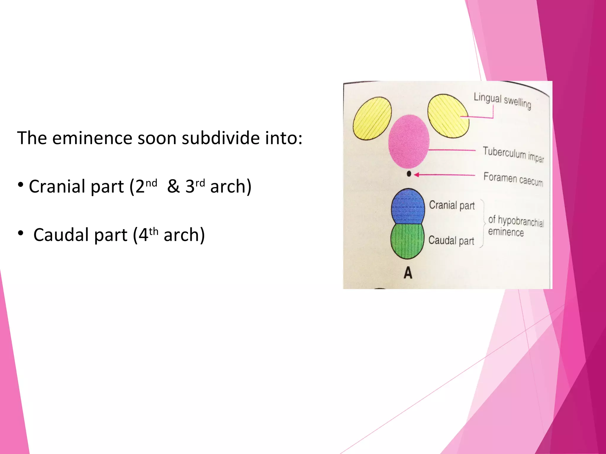 The eminence soon subdivide into:
• Cranial part (2nd
& 3rd
arch)
• Caudal part (4th
arch)
 