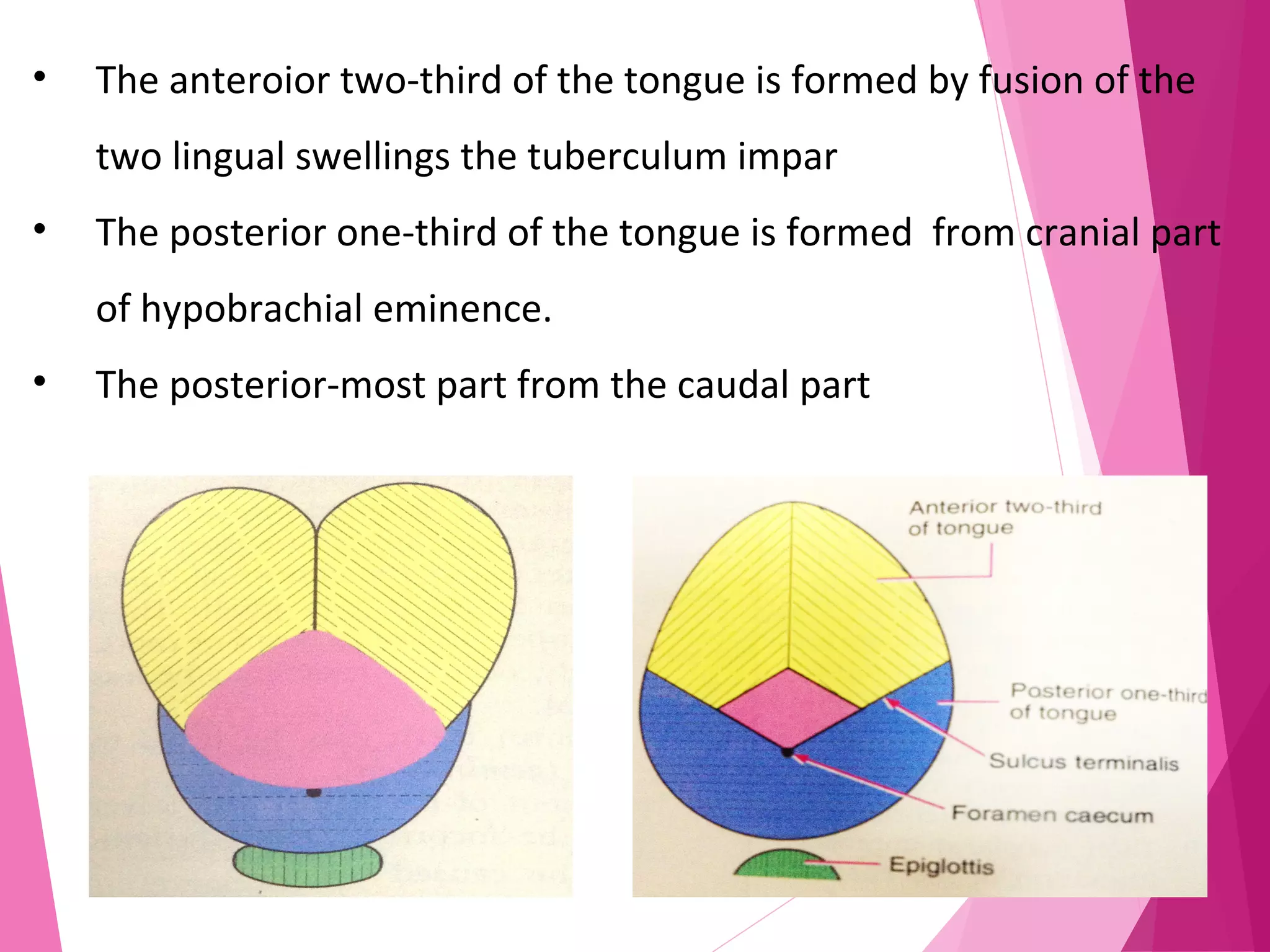 • The anteroior two-third of the tongue is formed by fusion of the
two lingual swellings the tuberculum impar
• The posterior one-third of the tongue is formed from cranial part
of hypobrachial eminence.
• The posterior-most part from the caudal part
 