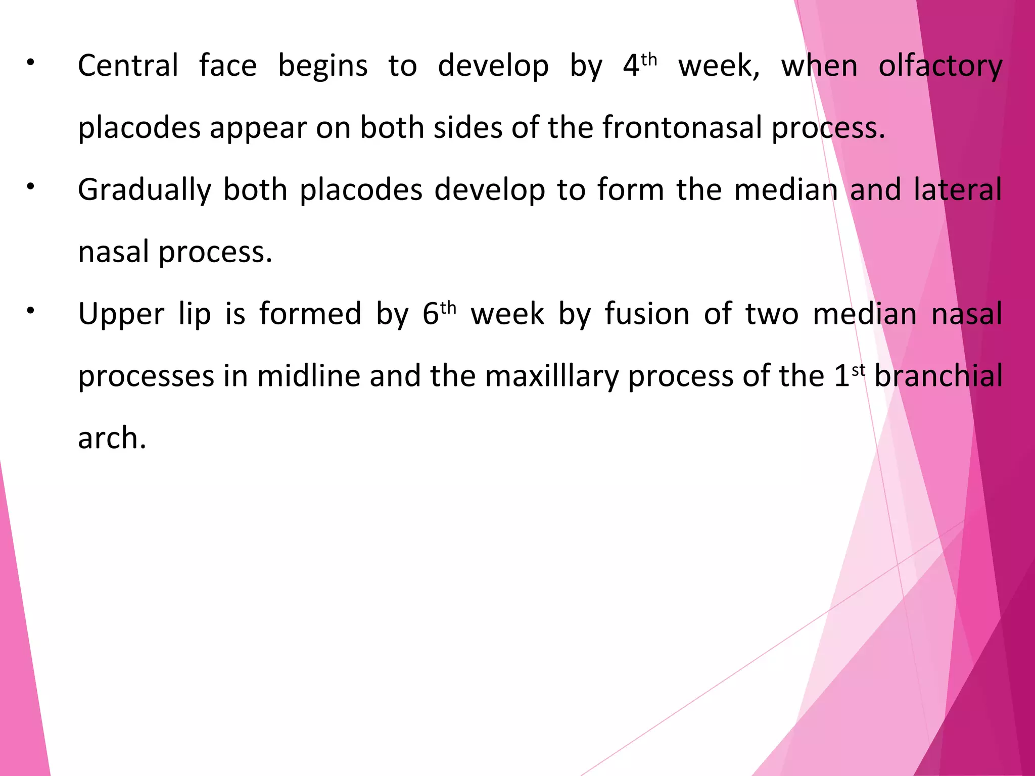 • Central face begins to develop by 4th
week, when olfactory
placodes appear on both sides of the frontonasal process.
• Gradually both placodes develop to form the median and lateral
nasal process.
• Upper lip is formed by 6th
week by fusion of two median nasal
processes in midline and the maxilllary process of the 1st
branchial
arch.
 