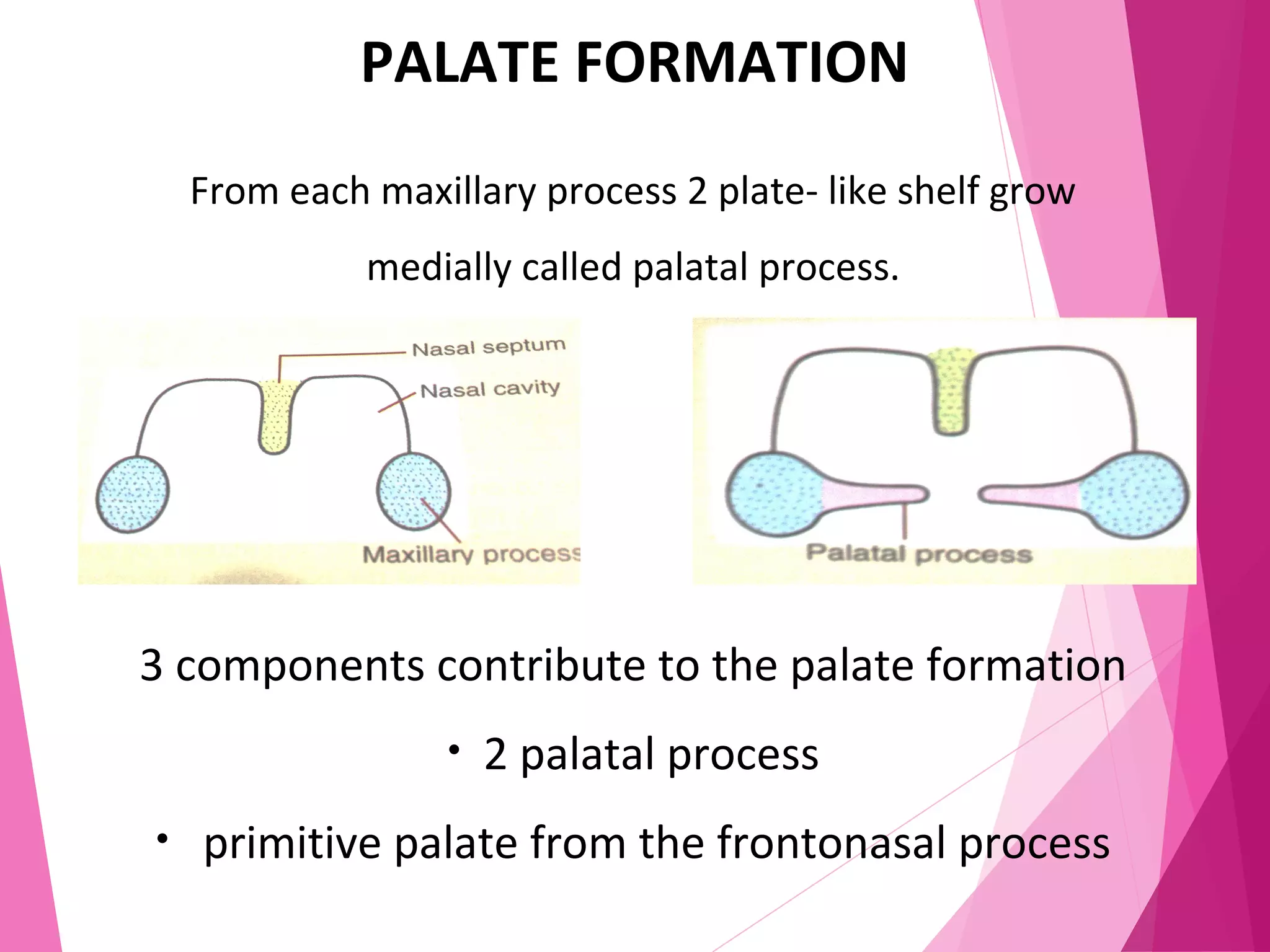 PALATE FORMATION
From each maxillary process 2 plate- like shelf grow
medially called palatal process.
3 components contribute to the palate formation
• 2 palatal process
• primitive palate from the frontonasal process
 