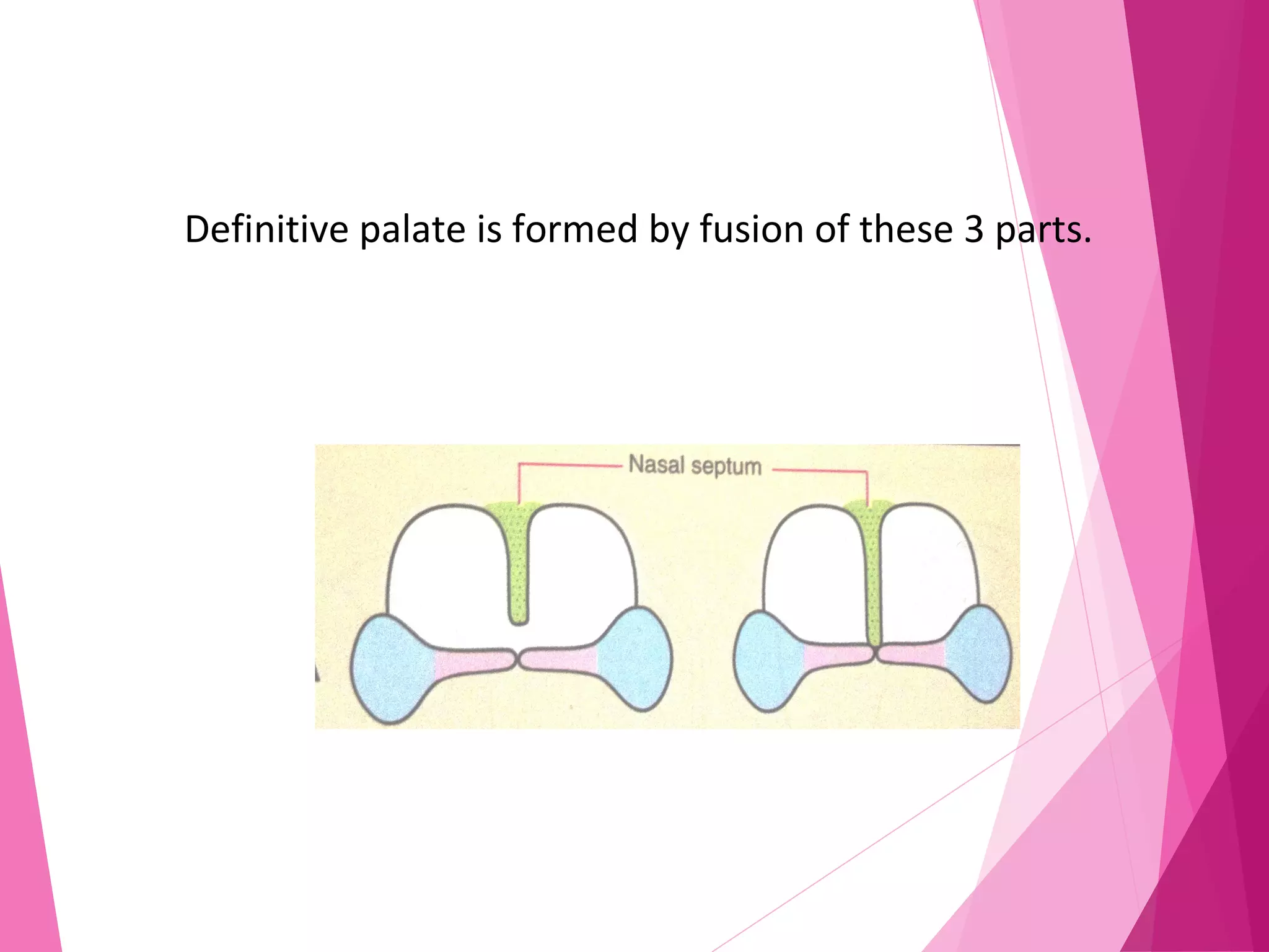 Definitive palate is formed by fusion of these 3 parts.
 