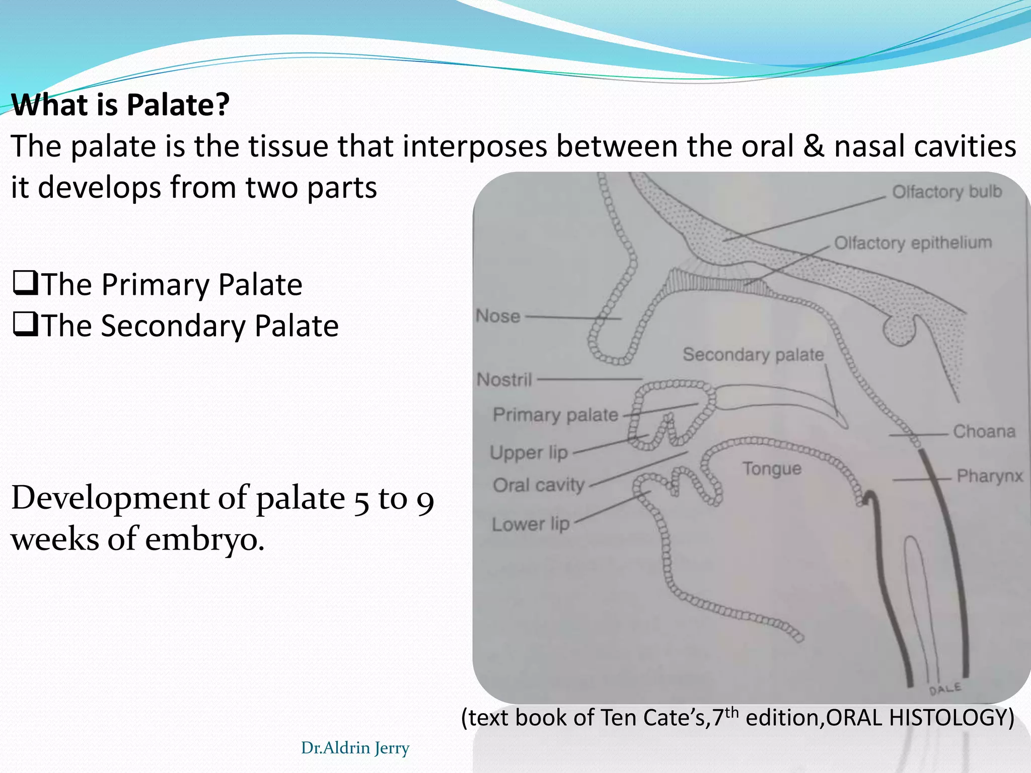 Development of palate, tongue, maxilla and mandible | PPTX