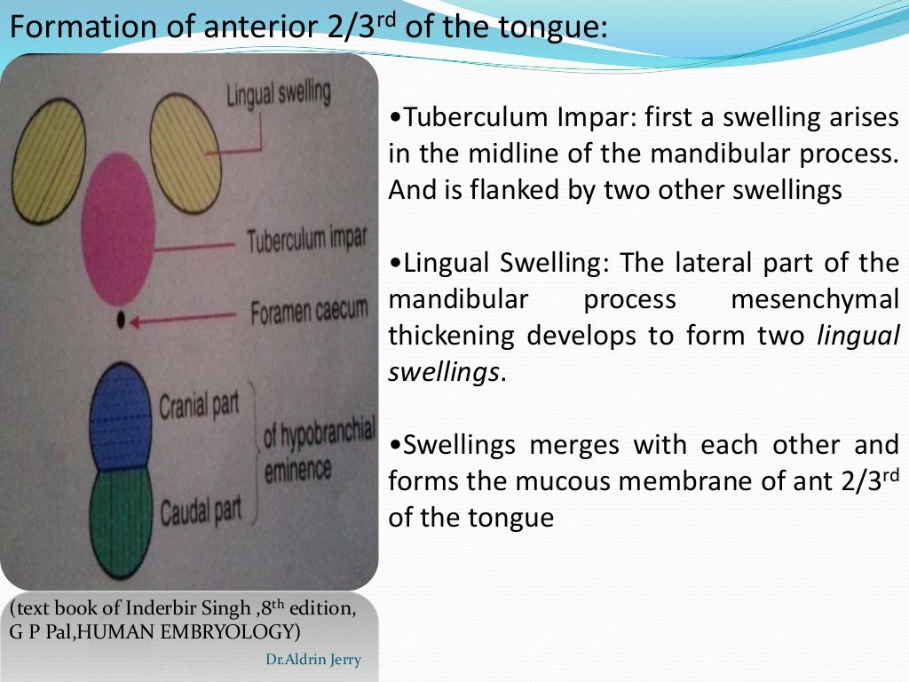 Development of palate, tongue, maxilla and mandible