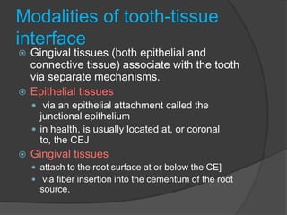Development of periodontium. periodontics | PPTX