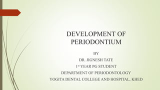 DEVELOPMENT OF
PERIODONTIUM
BY
DR. JIGNESH TATE
1st YEAR PG STUDENT
DEPARTMENT OF PERIODONTOLOGY
YOGITA DENTAL COLLEGE AND HOSPITAL, KHED
 