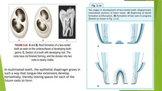 DEVELOPMENT_OF_PERIODONTIUM[1] anoushka.pptx