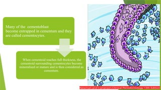 DEVELOPMENT_OF_PERIODONTIUM[1] anoushka.pptx