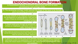 DEVELOPMENT_OF_PERIODONTIUM[1] anoushka.pptx