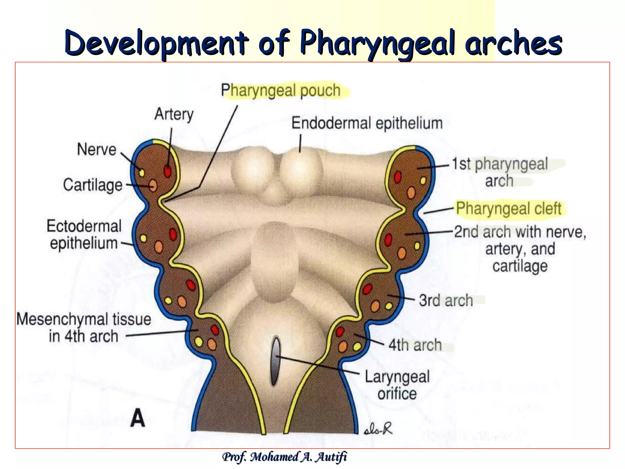 Development of pharyngeal apparatus | PPT