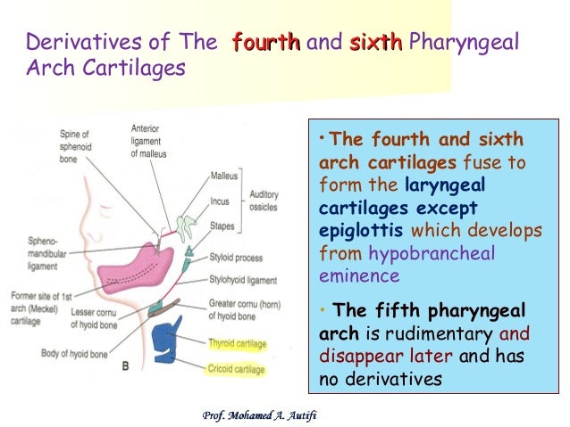 development of pharyngeal apparatus pharyngeal arches