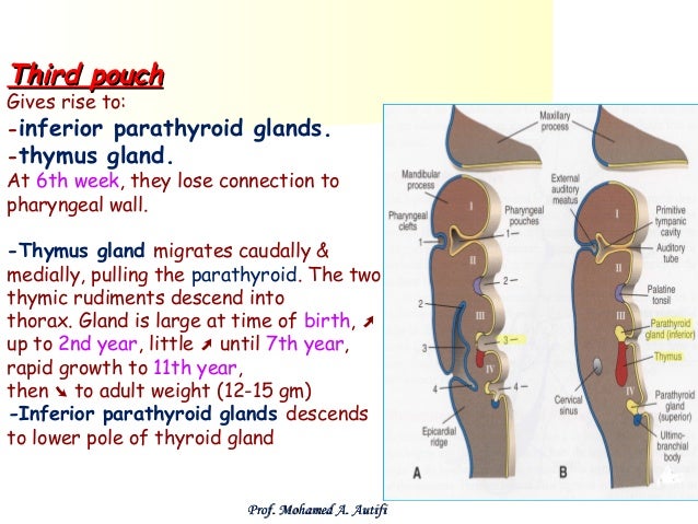 Development of pharyngeal apparatus