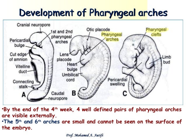 development of pharyngeal apparatus pharyngeal arches