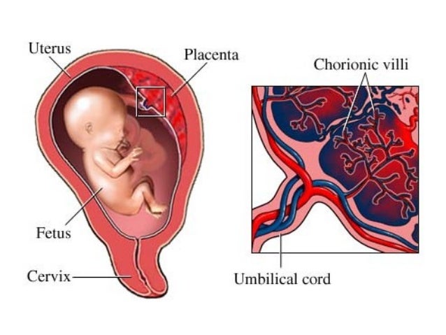 placenta diagram development of placenta placenta diagram development of placenta