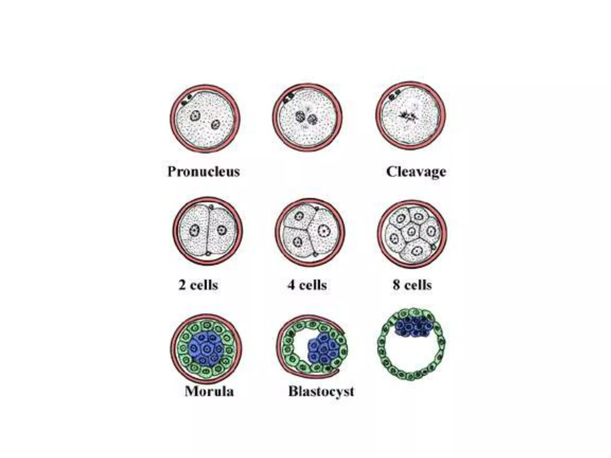 Development of Placenta.pptx