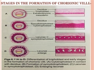 development of placenta and aminiotc fluid function.pptx
