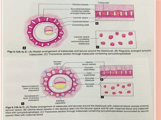 development of placenta and aminiotc fluid function.pptx